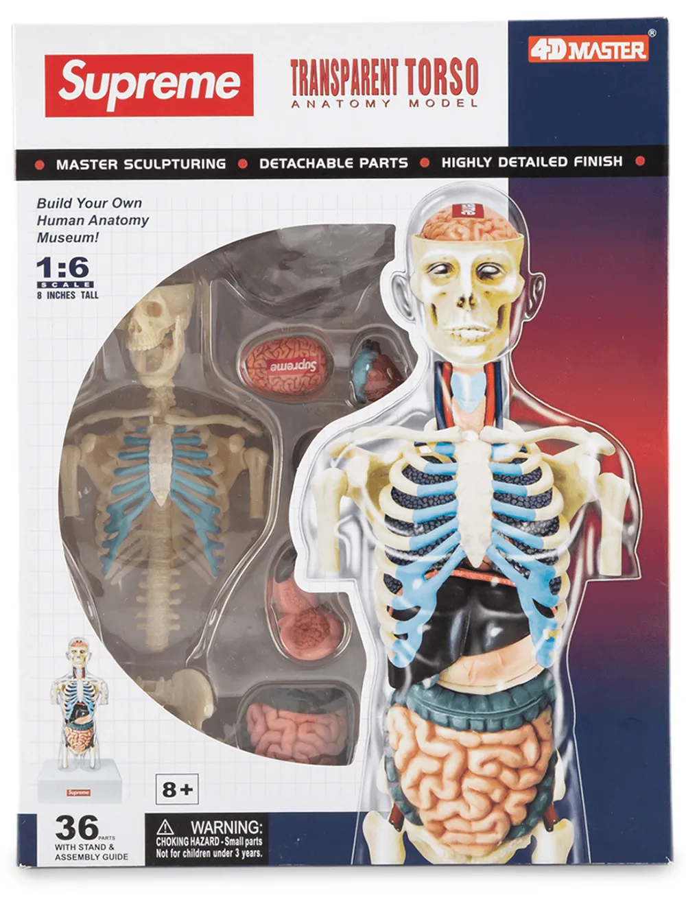 

Supreme Male Anatomy Model - Multicolour