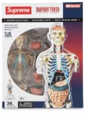 Supreme Male Anatomy Model - Multicolour