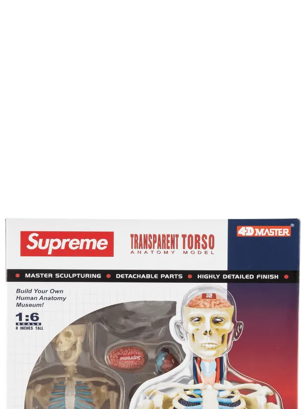 Supreme Male Anatomy Model | Multicolour | FARFETCH TW
