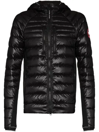 Canada Goose