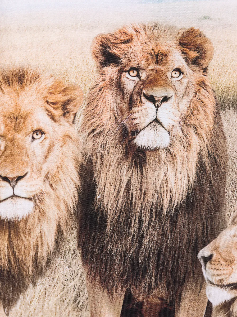 фото Molo футболка road с графичным принтом