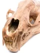 Parts of Four polished brass bone skull ornament