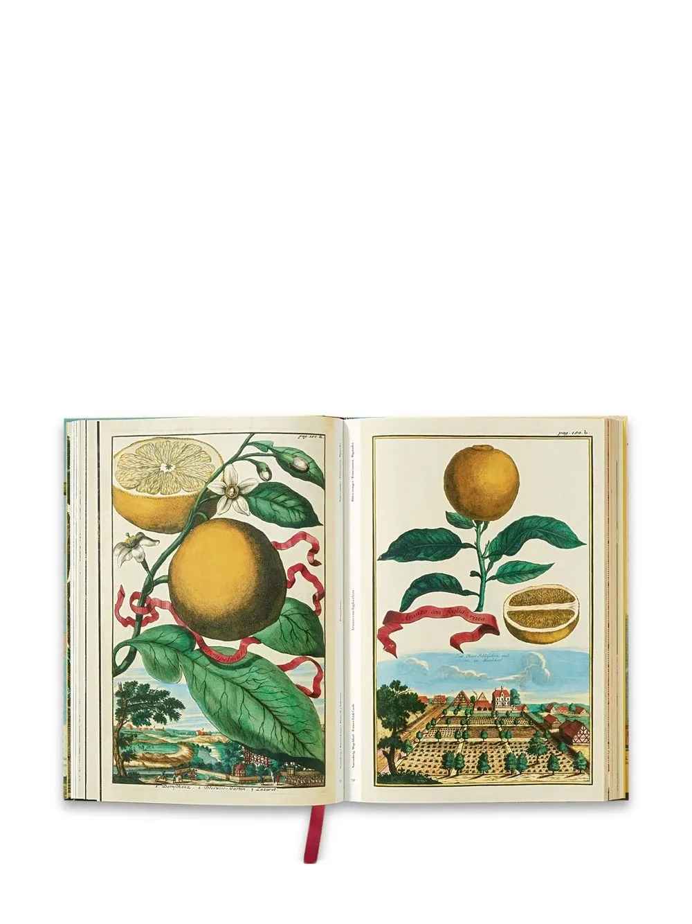 Shop Taschen J. C. Volkamer. The Book Of Citrus Fruits In Weiss