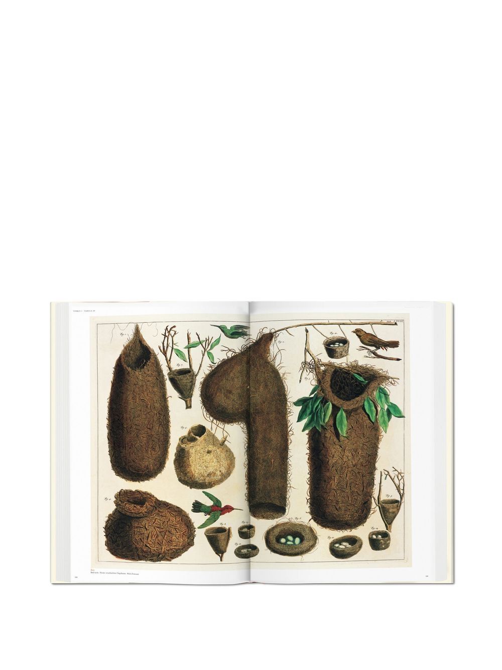 Shop Taschen Seba: Cabinet Of Natural Curiosities In Weiss