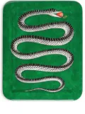 Fornasetti Serpente wool tray - Green