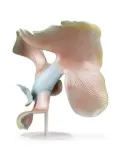Lladró Betta Fish porcelain sculpture - Pink
