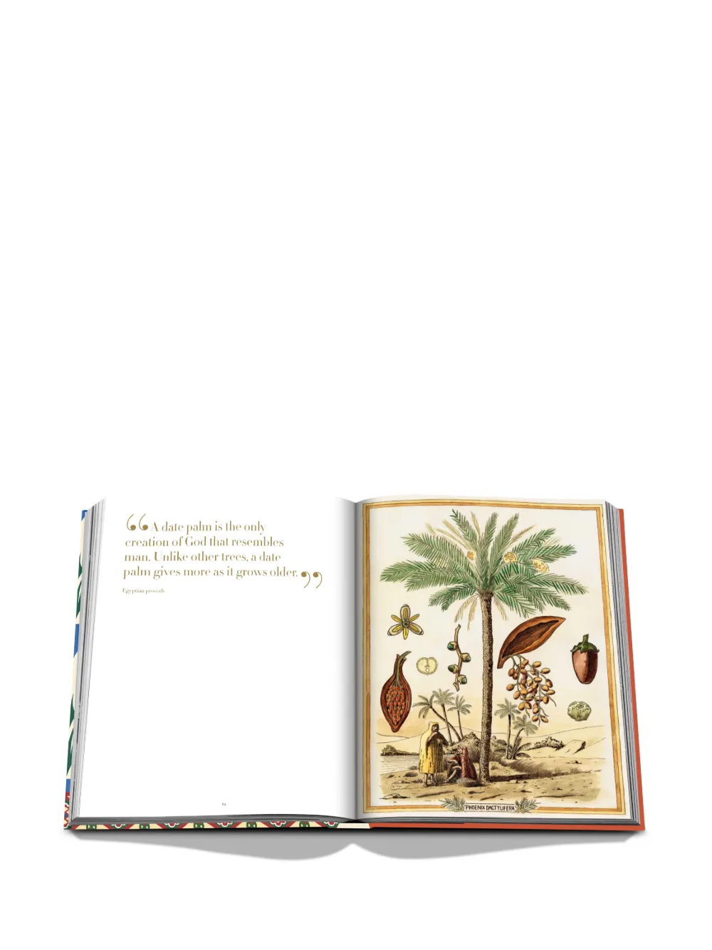 Assouline Saudi Dates: A Portrait Of The Sacred Fruit In Neutrals