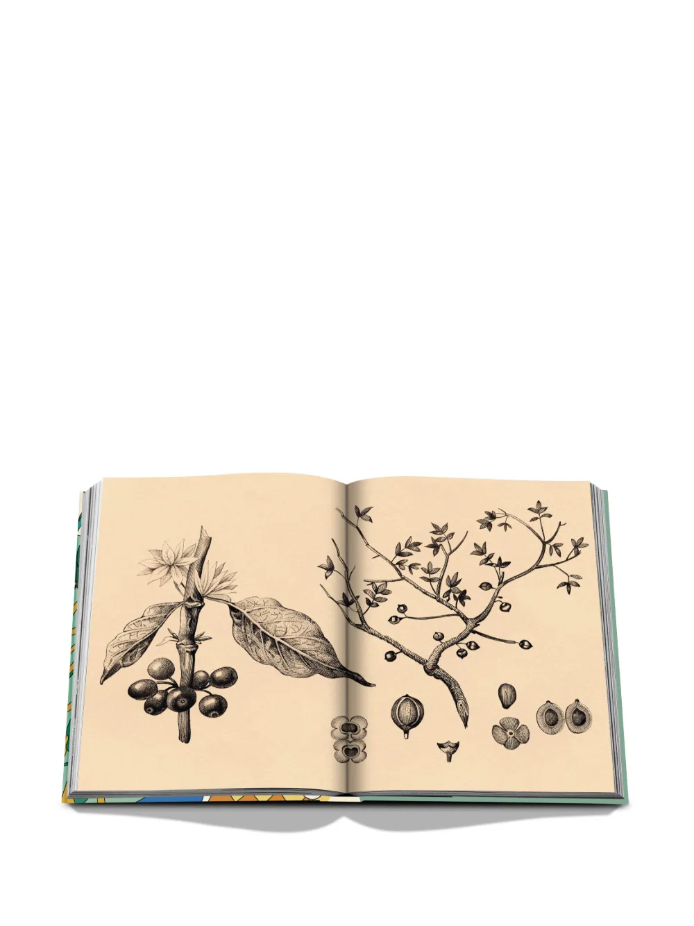 Assouline Saudi Coffee: The Culture Of Hospitality In Green