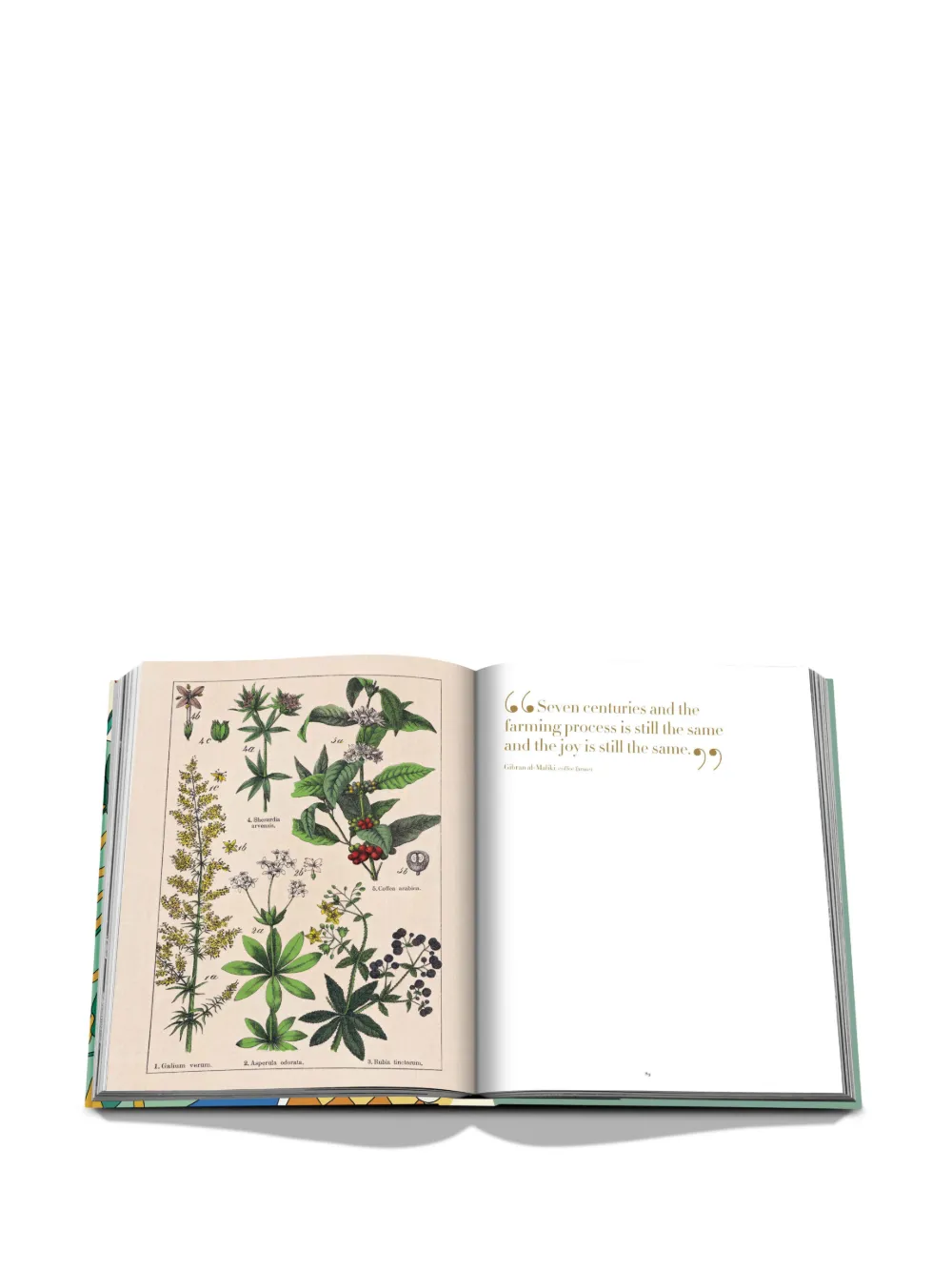 Assouline Saudi Coffee: The Culture Of Hospitality In Green