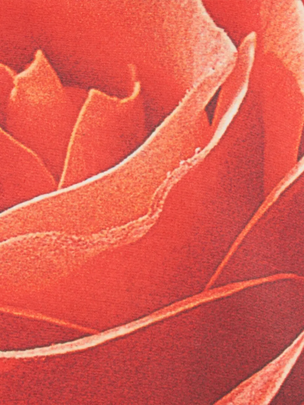 Roberto Cavalli Minigonna con stampa rose | Image 7