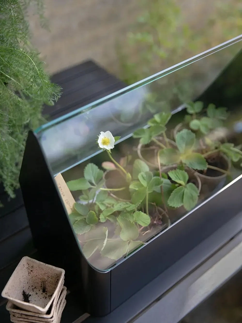 Eva Solo Simply Grow Glass-top Planter In Transparent