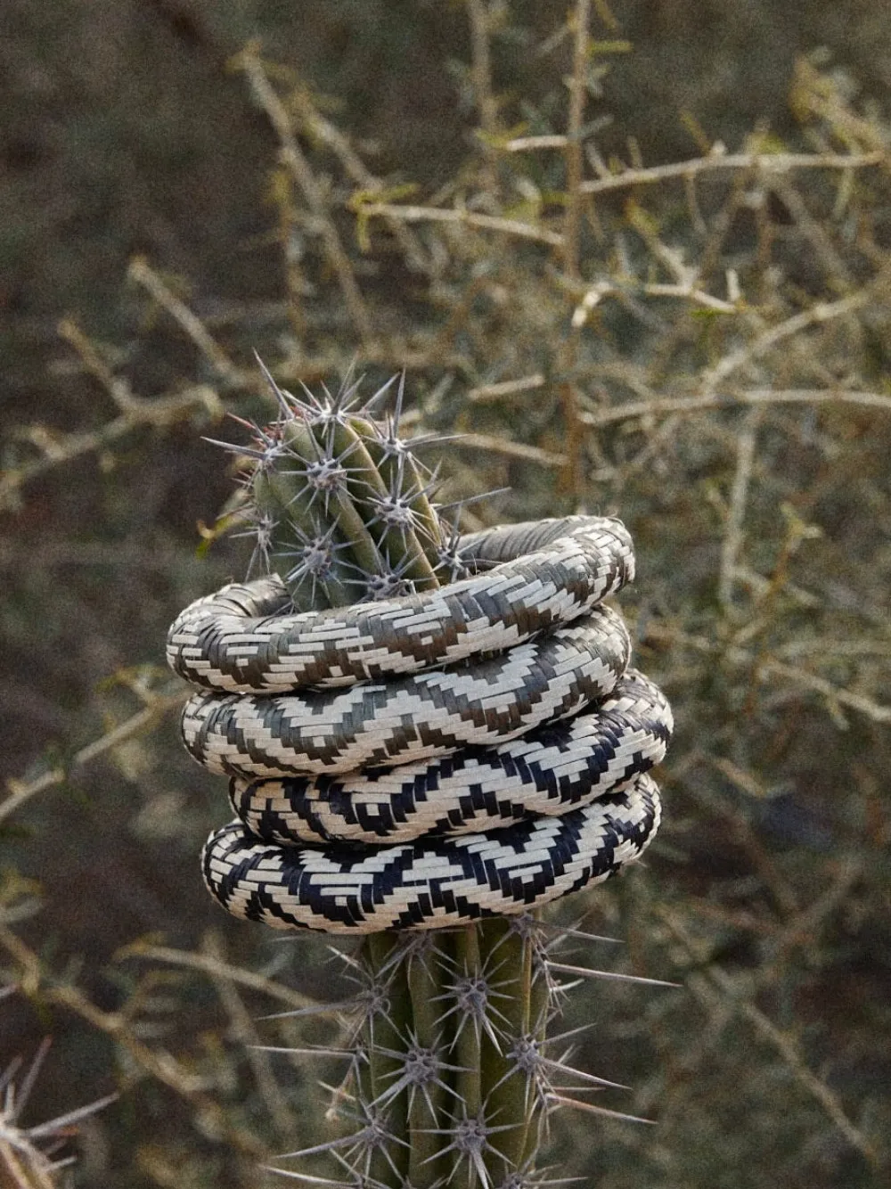 Johanna Ortiz Cosmic Serpent Bangles Bracelets In Brown