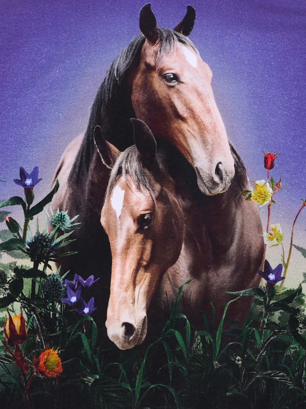 Molo Reniza T-shirt met paarden-print en lange mouwen Paars