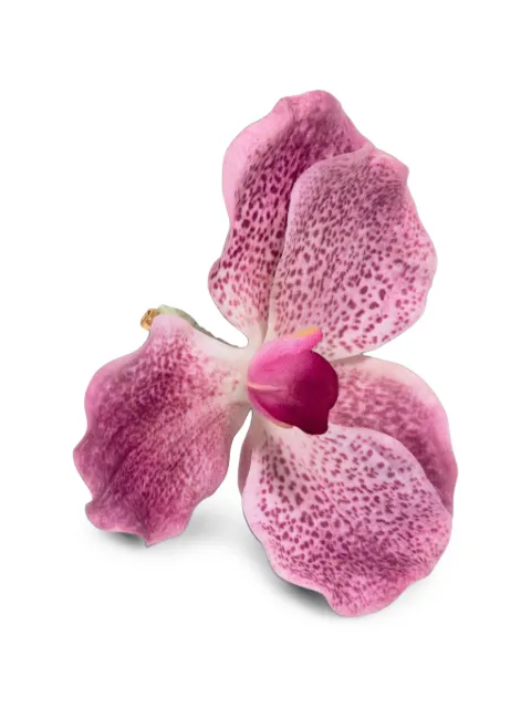 Jennifer Behr Orchidia brooch