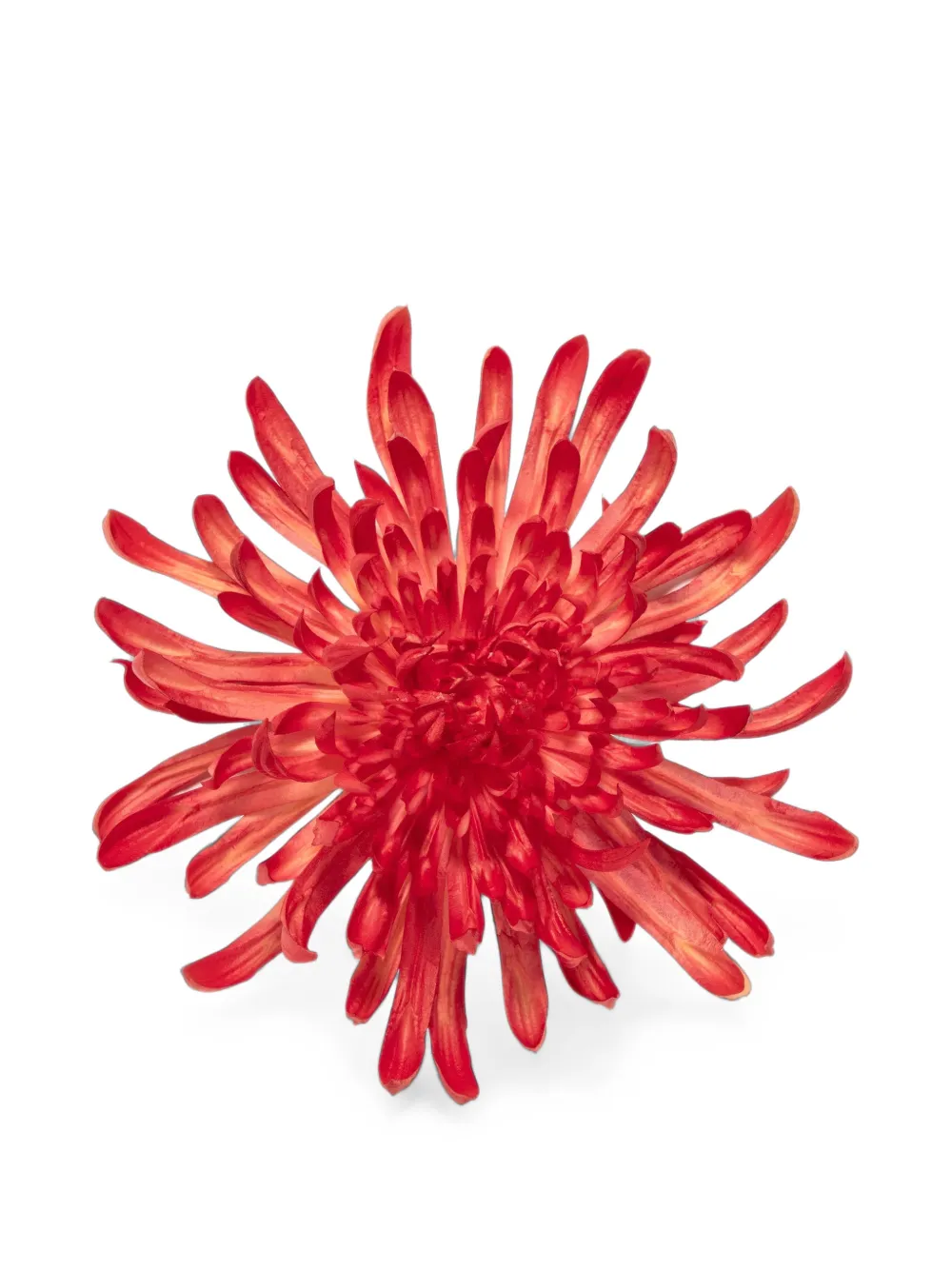 Jennifer Behr Chrysantheme Brosche aus Seidenorganza - Rot