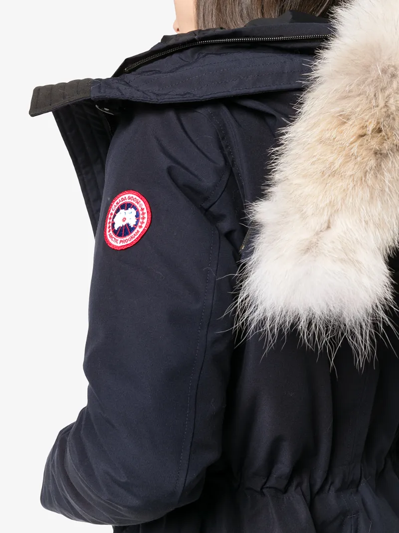 canada goose arctic canada goose arctic